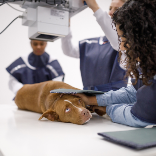 Dog Diagnostic Testing