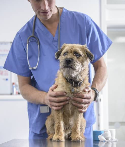 a person holds a small brown dog on a vet clinic