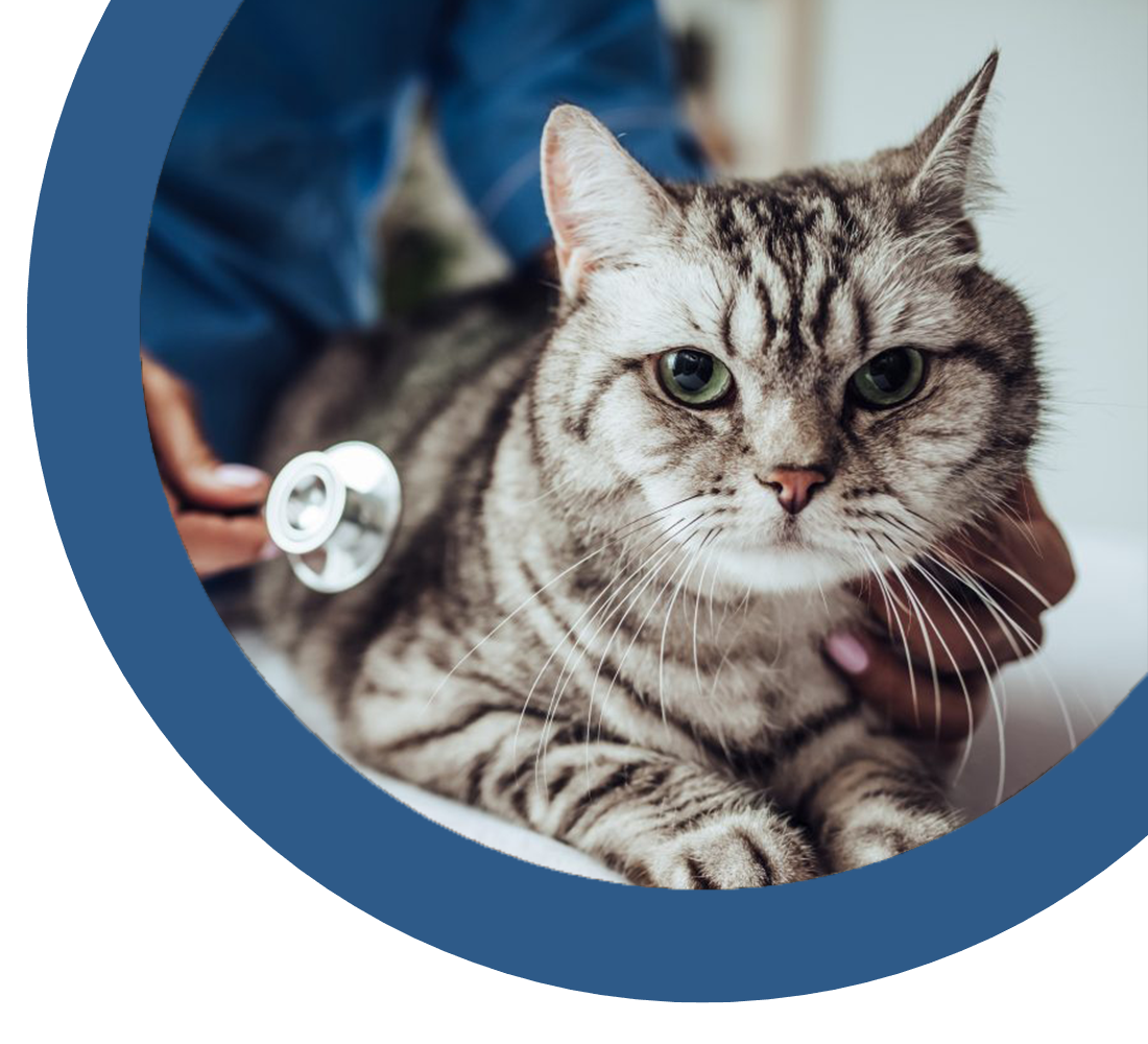 a veterinarian examining a cat, checking its health and condition