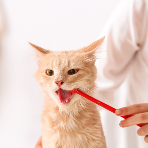 vet cleaning cat teeth